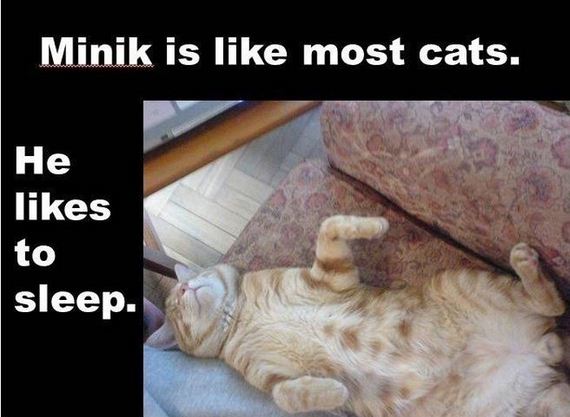 Minik the Wonder Cat